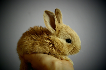 Thỏ, con thỏ, bunny, rabbit - SimonaR