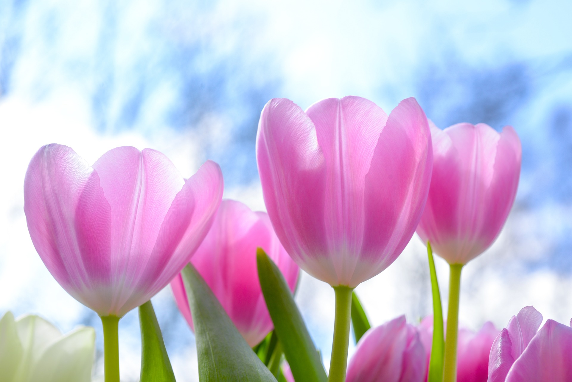 Tulip, hoa tulip, tulip hồng, hoa, flower - Skitterphoto