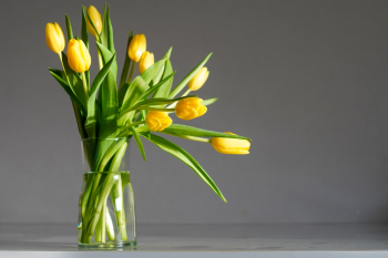 Tulip, hoa tulip, tulip vàng, hoa, flower - JohnyVid
