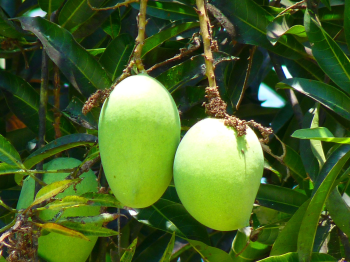 Xoài, xoài sống, mango, trái cây - LoggaWiggler