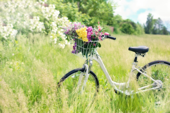 Hoa, cỏ, xe đạp, flower, grass, bicycle