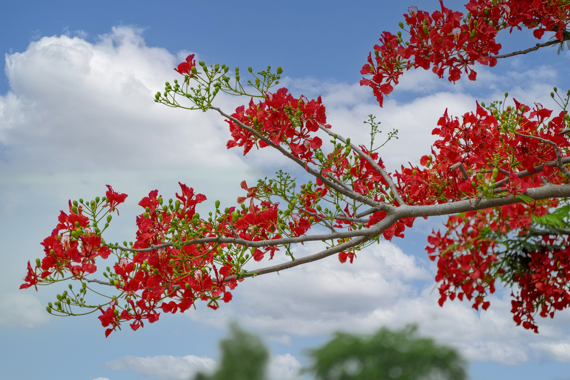Hoa phượng đỏ, hoa phượng, hoa, flower - ThinhLa