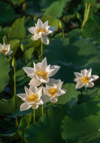 Hoa sen, sen, lotus, sen trắng - datdotien0703
