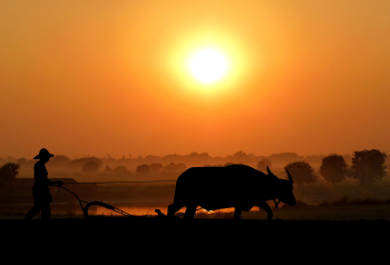 Hoàng hôn, sunset, trâu, cánh đồng, nông thôn - rauschenberger