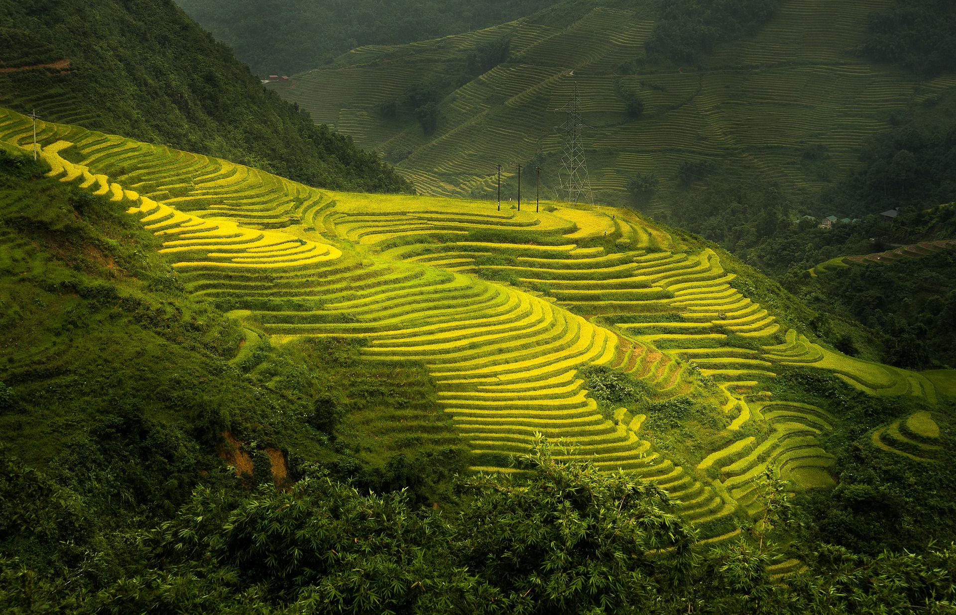 Ruộng bậc thang, cánh đồng, phong cảnh, Việt Nam - trinhxuandao