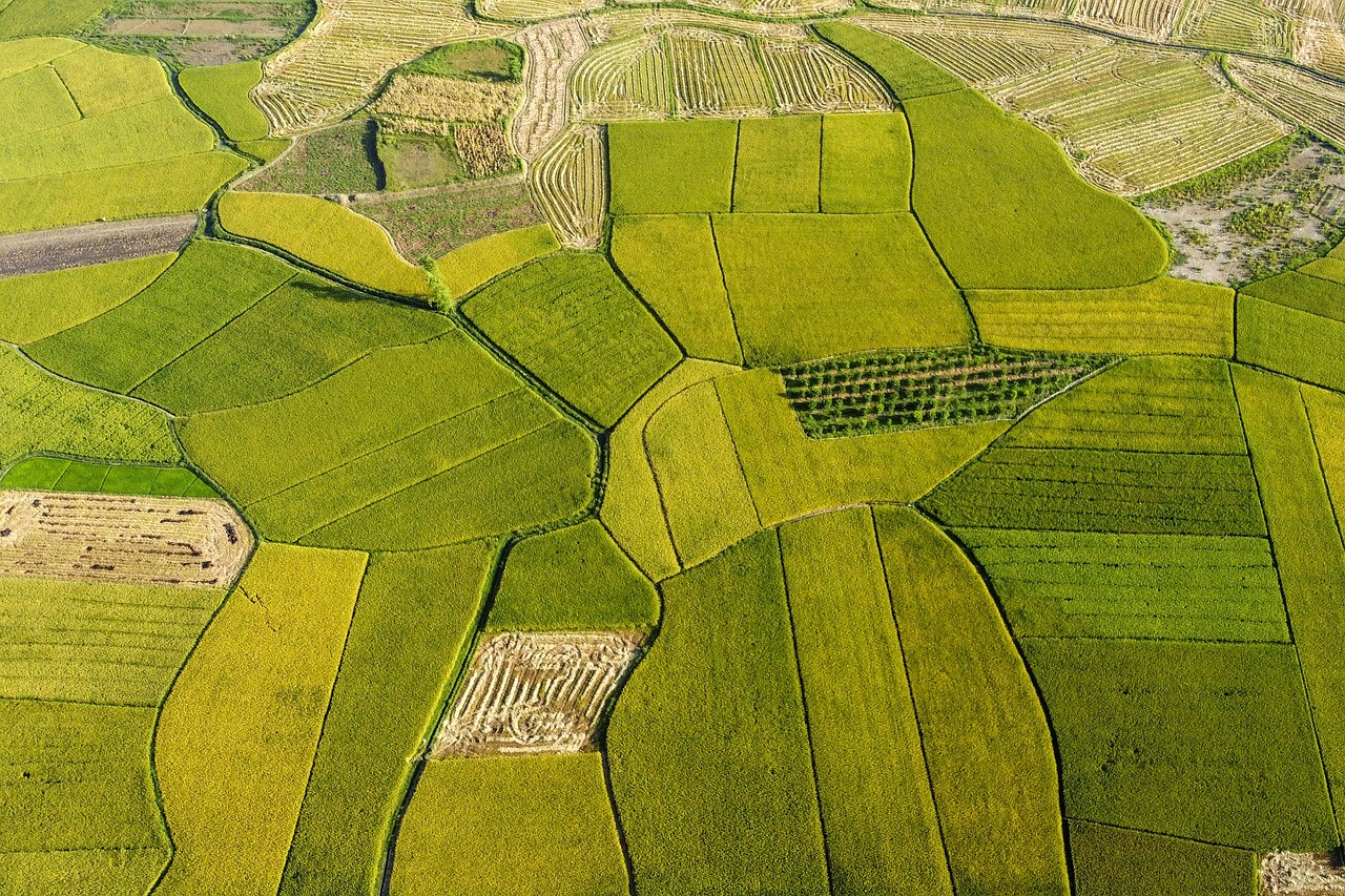 Ruộng bật thang, cánh đồng, ruộng, Việt Nam - nbthang