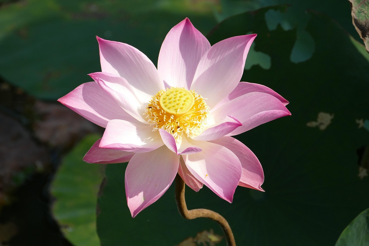 Hoa, flower, hoa sen, sen, sen hồng - falco