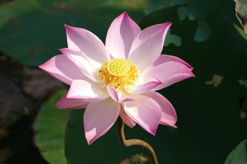 Hoa, flower, hoa sen, sen, sen hồng - falco