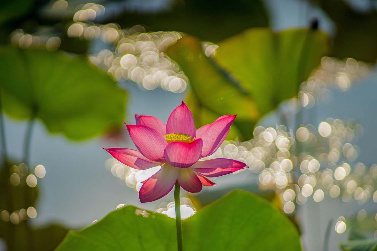 Hoa, flower, hoa sen, sen, sen hồng - Leino194