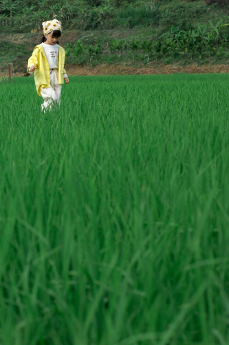 Em bé, trẻ em, con gái, girl, đồng ruộng, nông dân -  Jupilu 16