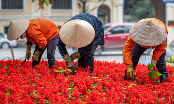 Trồng hoa, hoa, flower, chăm hoa, Việt Nam - nimrodins