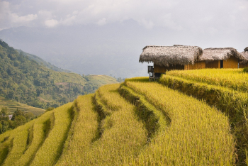 Núi, mountain, ruộng bậc thang, ruộng, Việt Nam - ThanhVu68