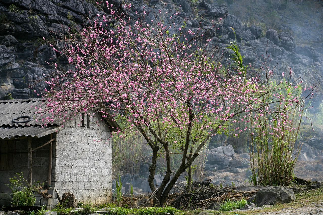 Hoa, flower, miền núi, núi, bản làng, Việt Nam - xuanduongvan87