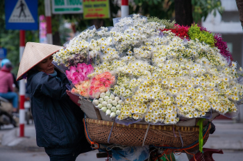 Xe hoa, bán hoa, hoa, hoa cúc, daisy, Việt Nam, Hà Nội - xuanduongvan87