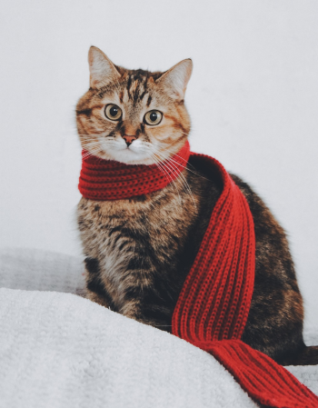 Động vật, animal, pet, thú cưng, mèo, cat - Be_Stasya