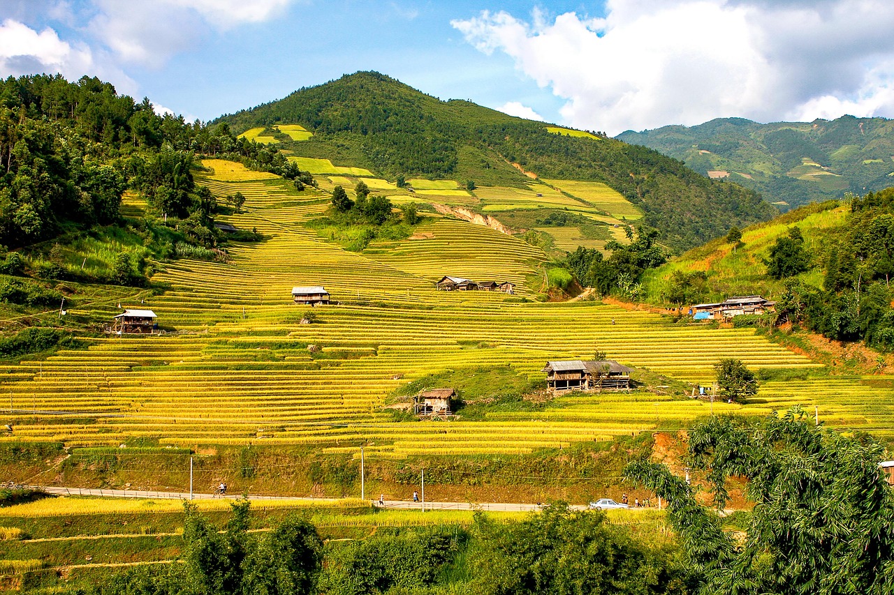 Hình nền, nền, ruộng, ruộng bậc thang, Việt Nam - nguyenhuynhmai