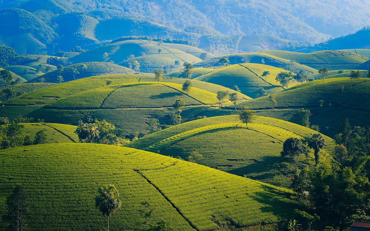 Hình nền, nền, ruộng, ruộng bậc thang, Việt Nam - Oliver_Nguyen