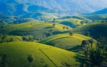 Hình nền, nền, ruộng, ruộng bậc thang, Việt Nam - Oliver_Nguyen