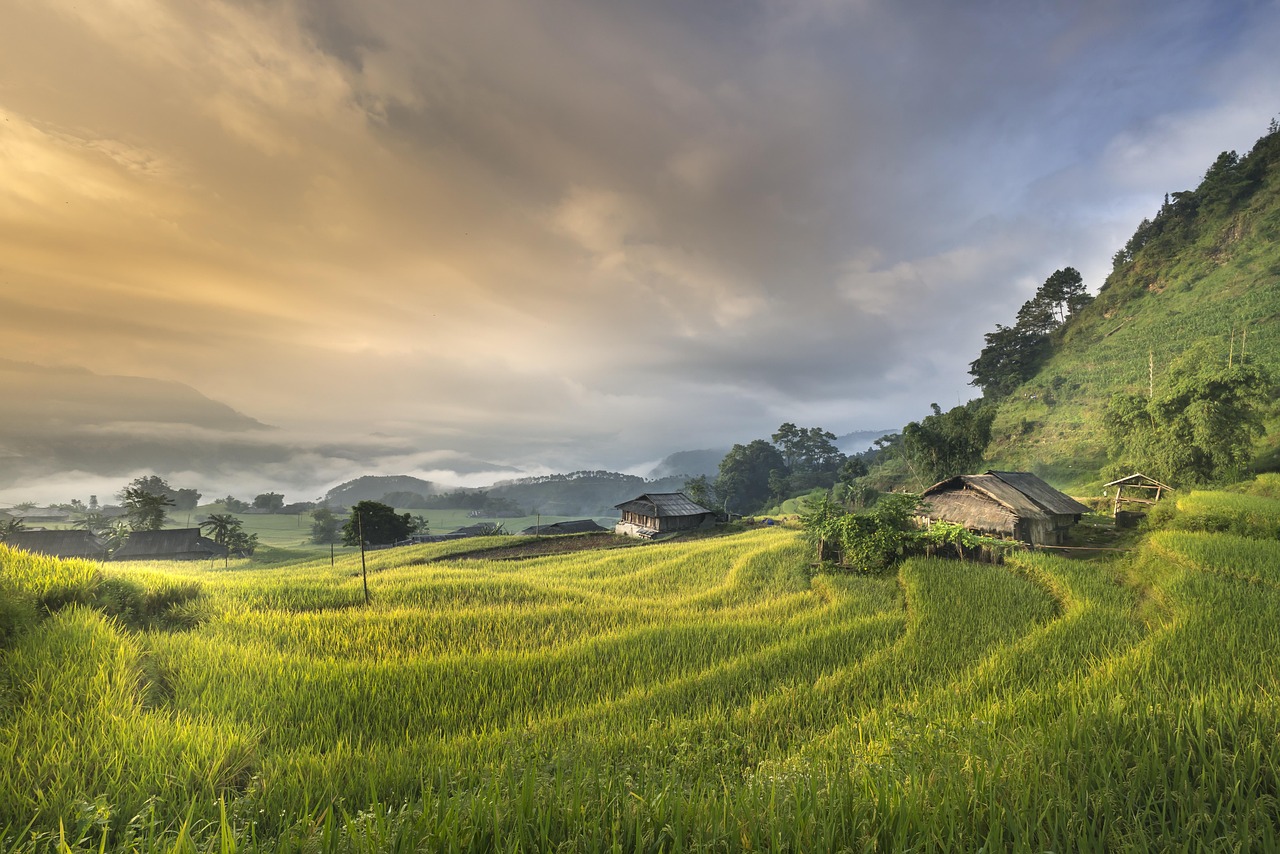 Hình nền, nền, ruộng, ruộng bậc thang, Việt Nam - Quangpraha (3)