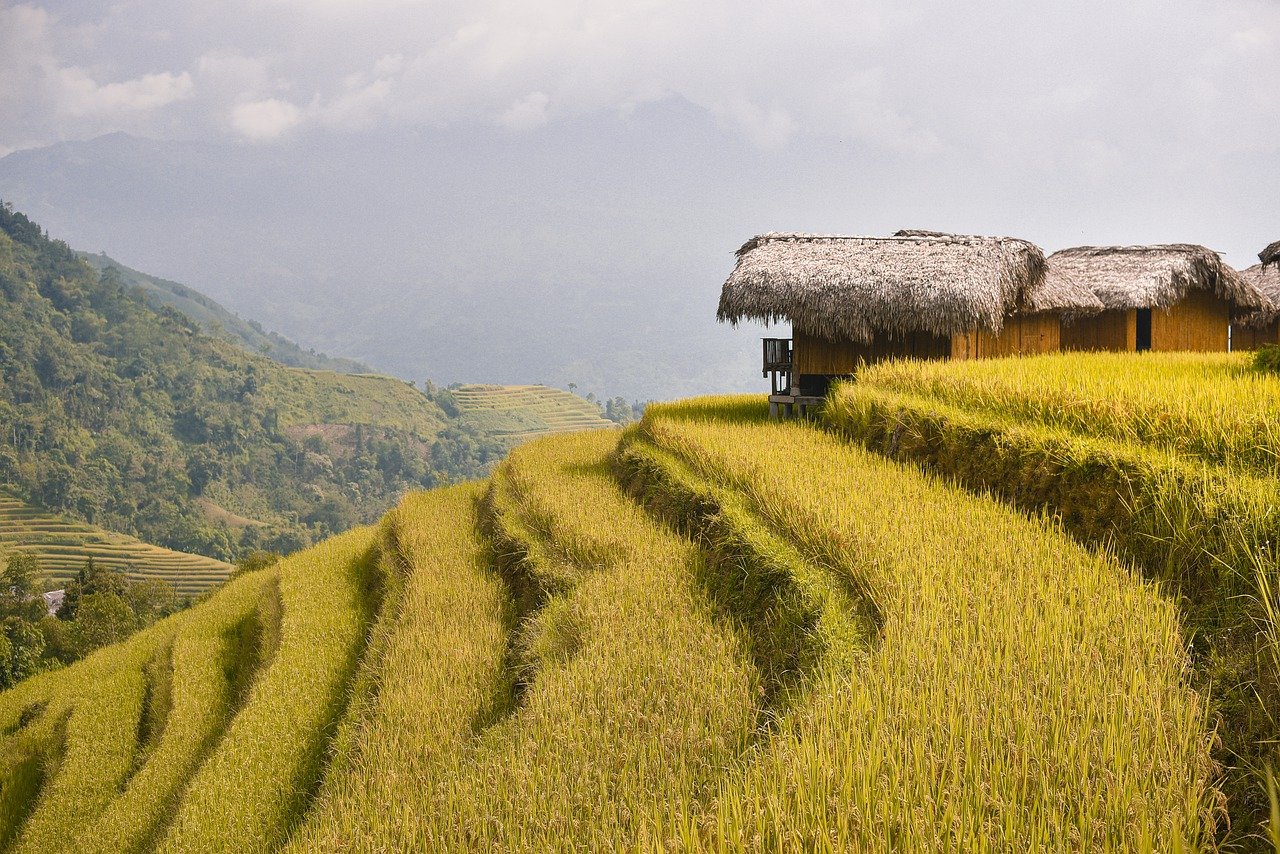 Hình nền, nền, ruộng, ruộng bậc thang, Việt Nam - ThanhVu68 (1)