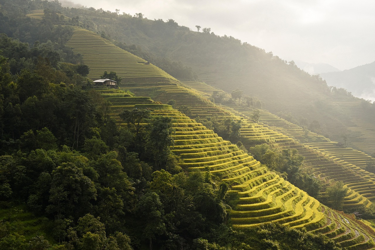 Hình nền, nền, ruộng, ruộng bậc thang, Việt Nam - ThanhVu68 (2)