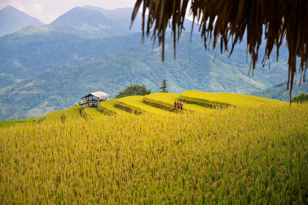 Hình nền, nền, ruộng, ruộng bậc thang, Việt Nam - ThanhVu68 (4)