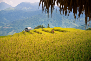 Hình nền, nền, ruộng, ruộng bậc thang, Việt Nam - ThanhVu68 (4)