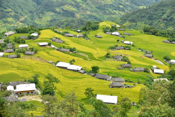 Hình nền, nền, ruộng, ruộng bậc thang, Việt Nam - ThanhVu68 (5)