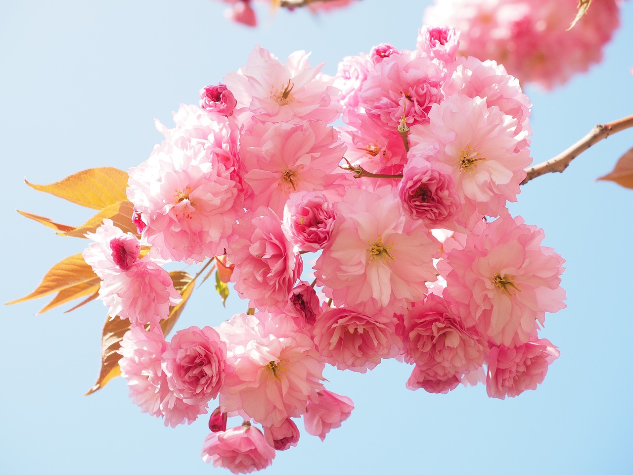 Nền, hình nền, hoa, hoa lá, flower, hoa anh đào, anh đào, cherry blossom - Hans