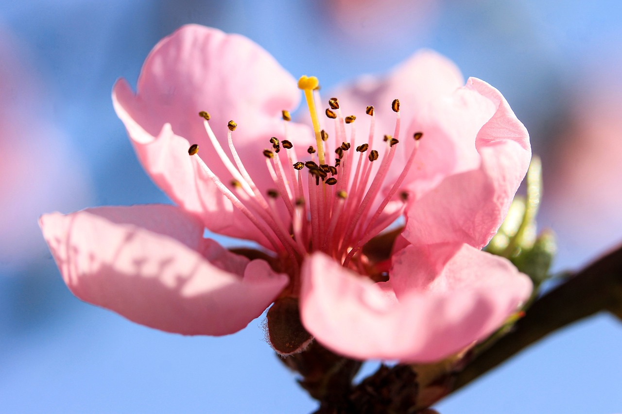 Nền, hình nền, hoa, hoa lá, flower, hoa anh đào, anh đào, cherry blossom - IlonaBurschl