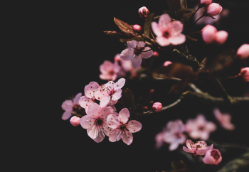 Nền, hình nền, hoa, hoa lá, flower, hoa anh đào, anh đào, cherry blossom - IlonaBurschl (2)