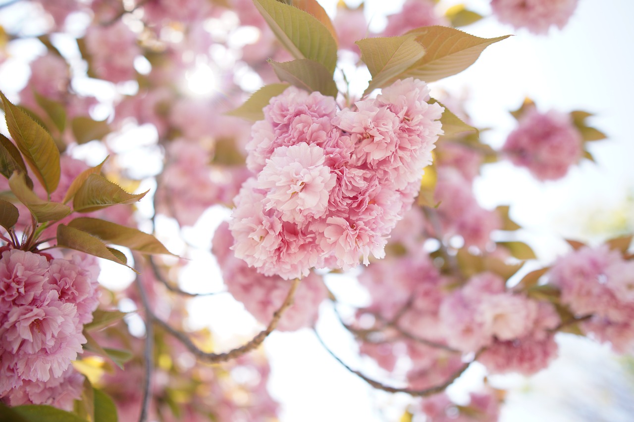 Nền, hình nền, hoa, hoa lá, flower, hoa anh đào, anh đào, cherry blossom - narumilk