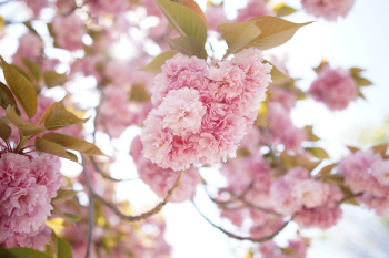 Nền, hình nền, hoa, hoa lá, flower, hoa anh đào, anh đào, cherry blossom - narumilk