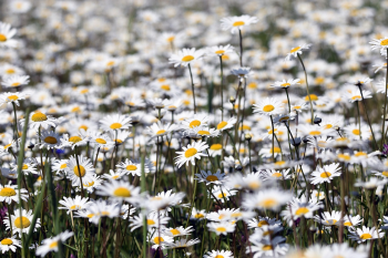 Nền, hình nền, hoa, hoa lá, flower, hoa cúc, cúc, daisy - artellliii72