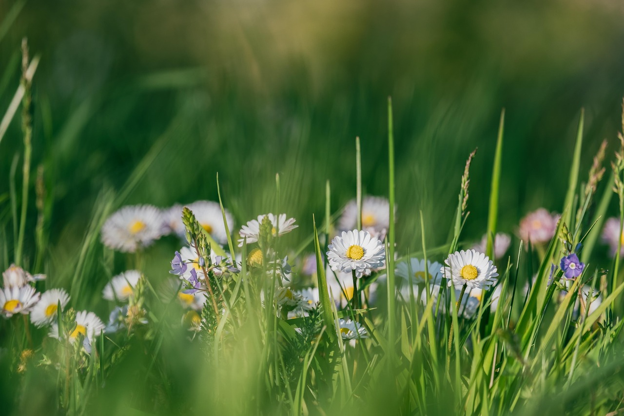Nền, hình nền, hoa, hoa lá, flower, hoa cúc, cúc, daisy -Couleur (2)