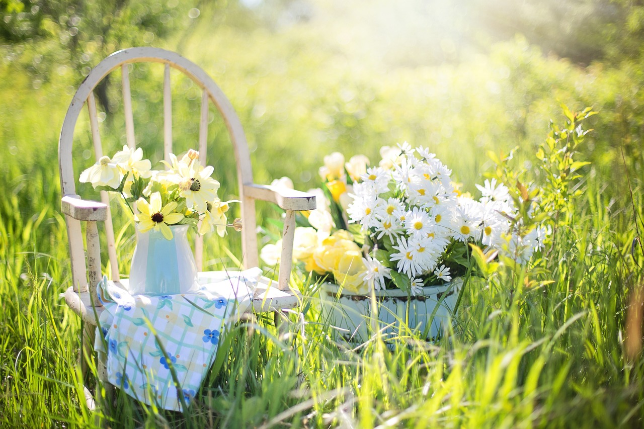 Nền, hình nền, hoa, hoa lá, flower, hoa cúc, cúc, daisy - JillWellington (2)