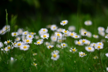 Nền, hình nền, hoa, hoa lá, flower, hoa cúc, cúc, daisy - kareni (2)
