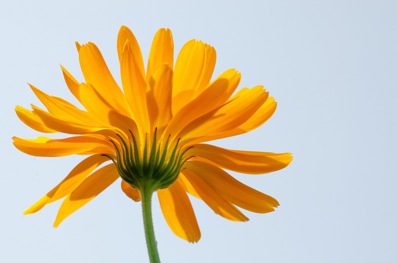 Nền, hình nền, hoa, hoa lá, flower, hoa cúc, cúc, daisy - Kathas_Fotos (1)