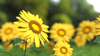 Nền, hình nền, hoa, hoa lá, flower, hoa cúc, cúc, daisy -  Monoar_CGI_Artist