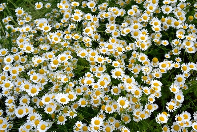 Nền, hình nền, hoa, hoa lá, flower, hoa cúc, cúc, daisy - starchim01