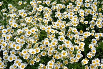 Nền, hình nền, hoa, hoa lá, flower, hoa cúc, cúc, daisy - starchim01