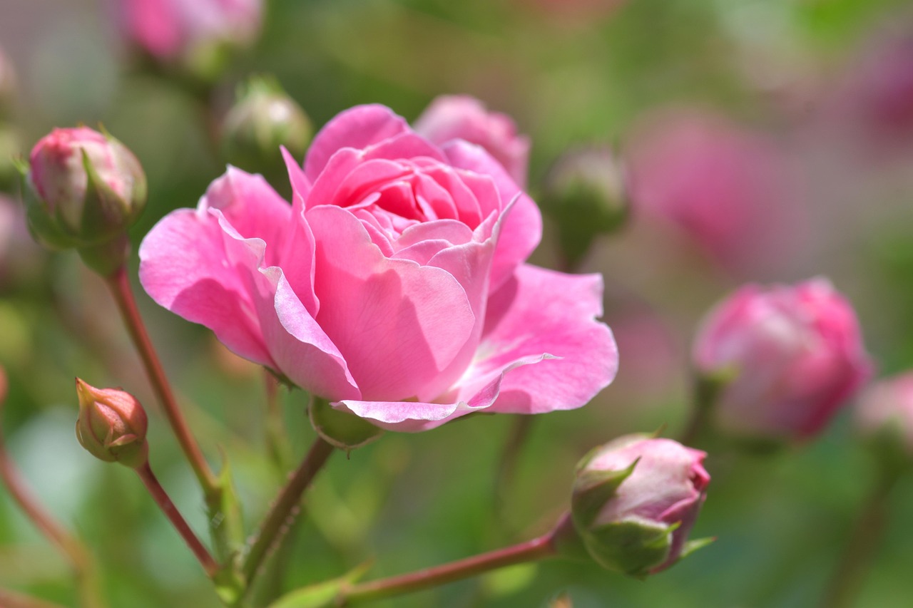 Nền, hình nền, hoa, hoa lá, flower, hoa hồng, rose -christels (2)