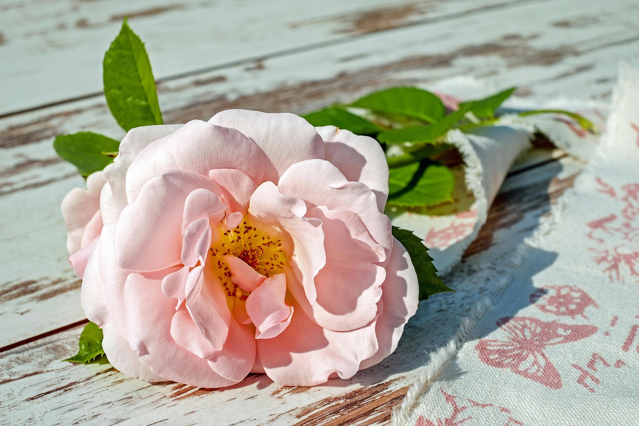 Nền, hình nền, hoa, hoa lá, flower, hoa hồng, rose - Couleur