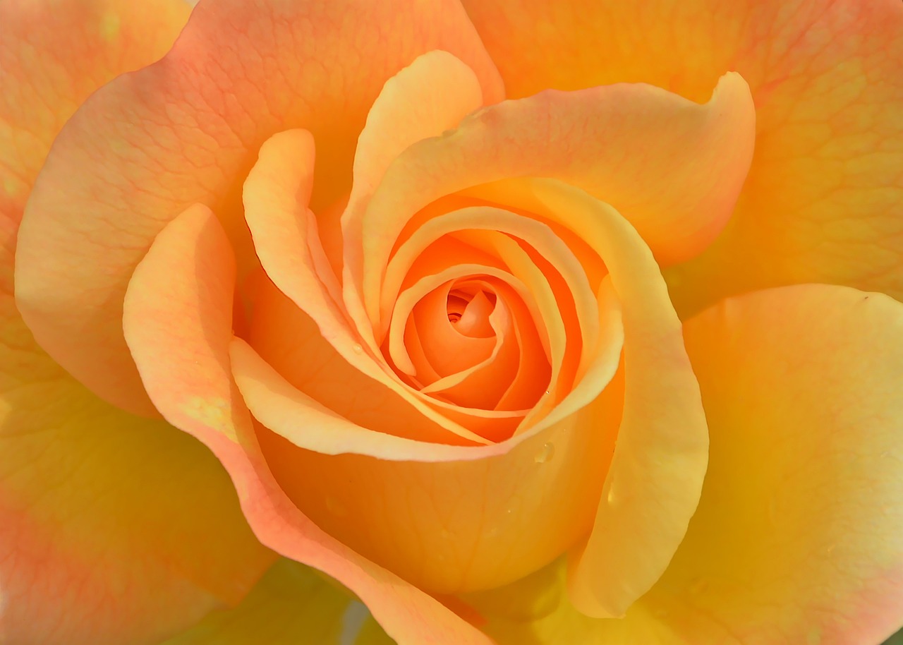 Nền, hình nền, hoa, hoa lá, flower, hoa hồng, rose - kareni
