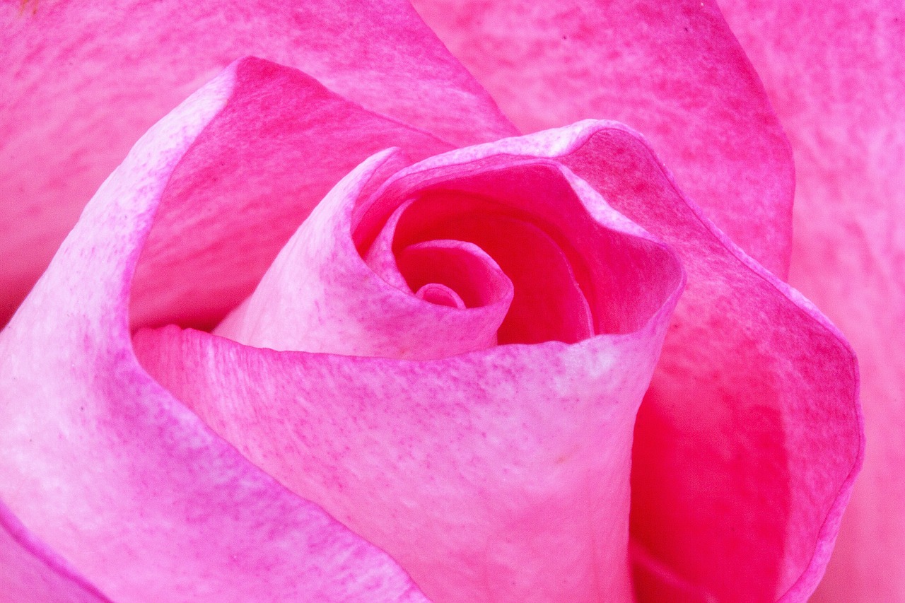 Nền, hình nền, hoa, hoa lá, flower, hoa hồng, rose - stux 1