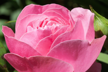 Nền, hình nền, hoa, hoa lá, flower, hoa hồng, rose - stux (2)