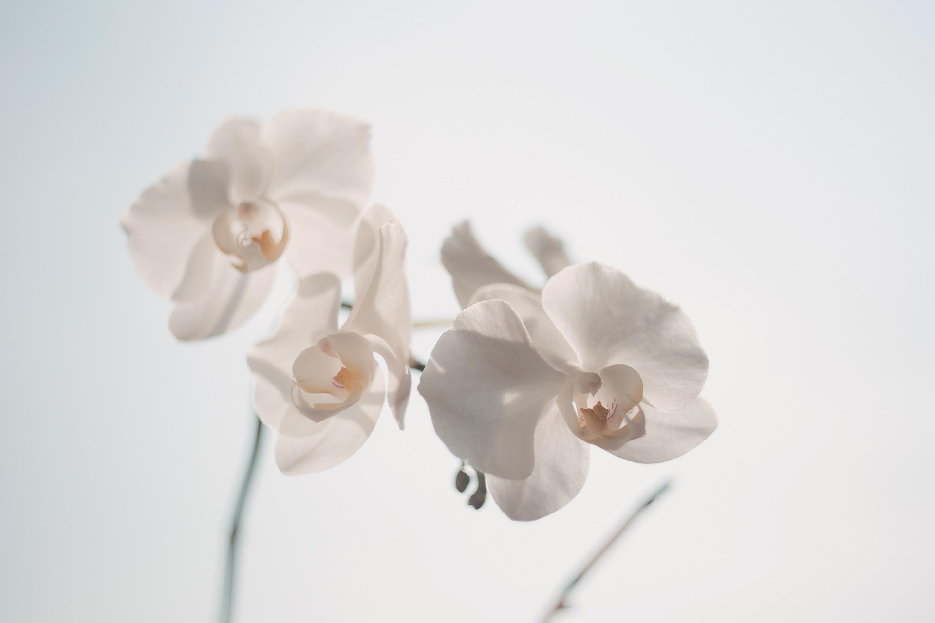 Nền, hình nền, hoa, hoa lá, flower, hoa lan, lan kiểng - Pexels