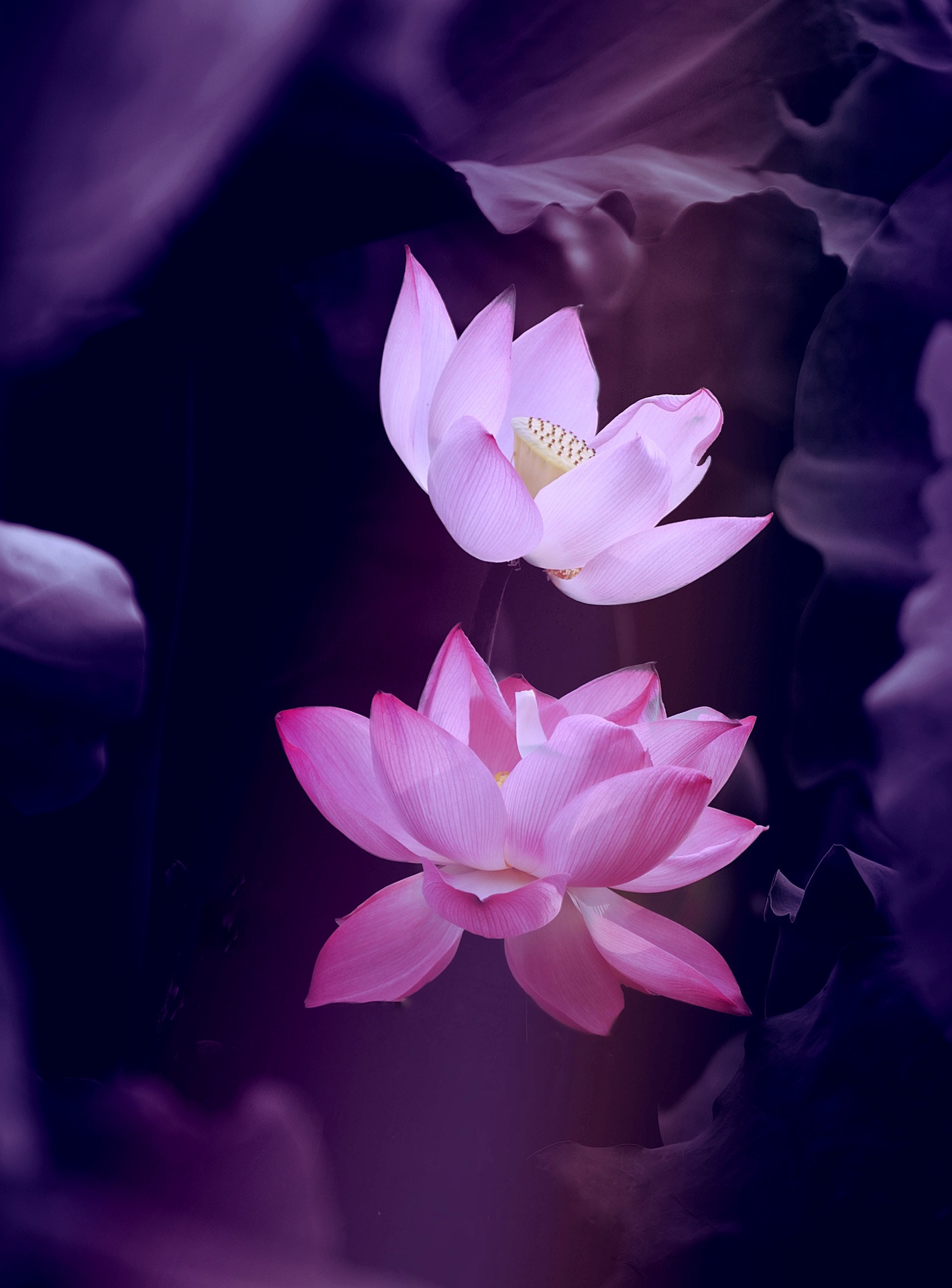 Nền, hình nền, hoa, hoa lá, flower, hoa sen, sen, lotus - drphuc