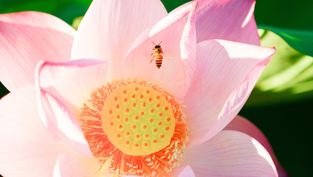 Nền, hình nền, hoa, hoa lá, flower, hoa sen, sen, lotus - drphuc (3)