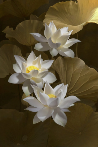 Nền, hình nền, hoa, hoa lá, flower, hoa sen, sen, lotus - mylns65hoasphn